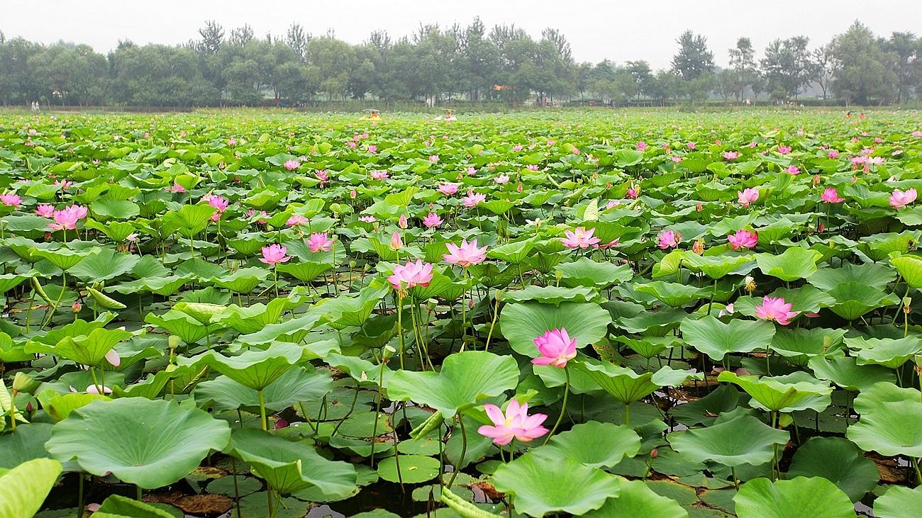 妙笔丹青写清莲