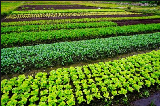 记忆中的菜园 记忆中的菜园