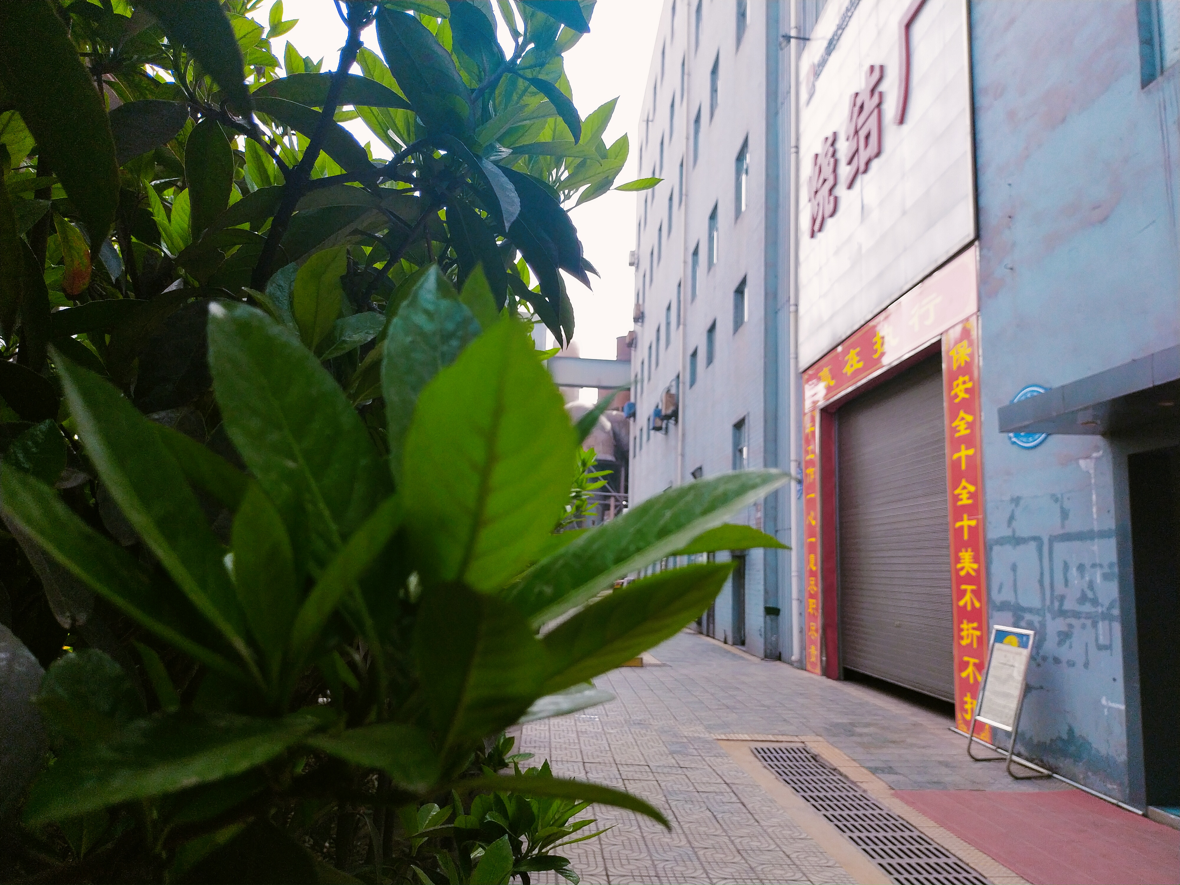 火红的五月 火红的五月