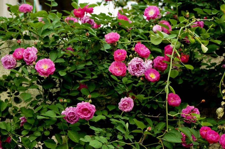 帘雨蔷薇一院香 帘雨蔷薇一院香