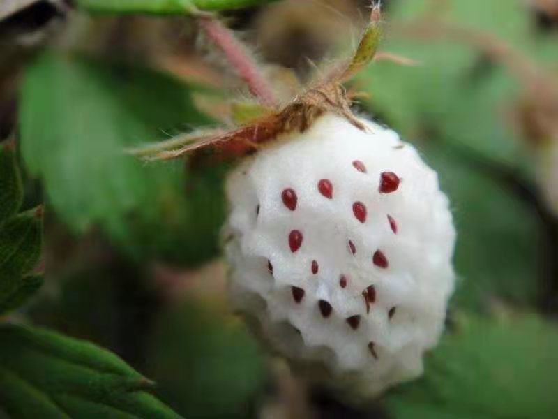 故乡瓢儿香 故乡瓢儿香