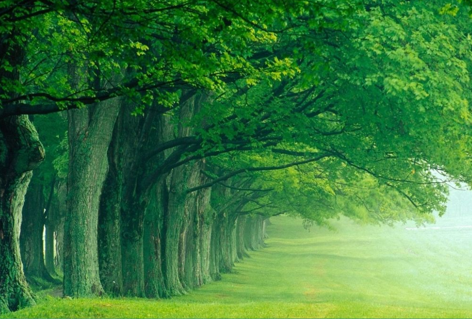 绿树阴浓夏日长