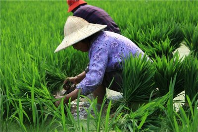 插秧靴里的父女情 插秧靴里的父女情