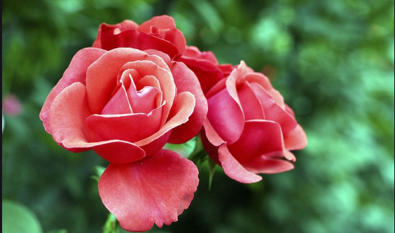 月季花开耀初夏