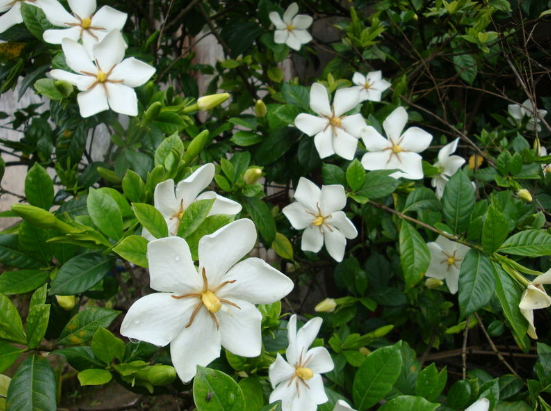 六月来时 栀子花开 六月来时 栀子花开