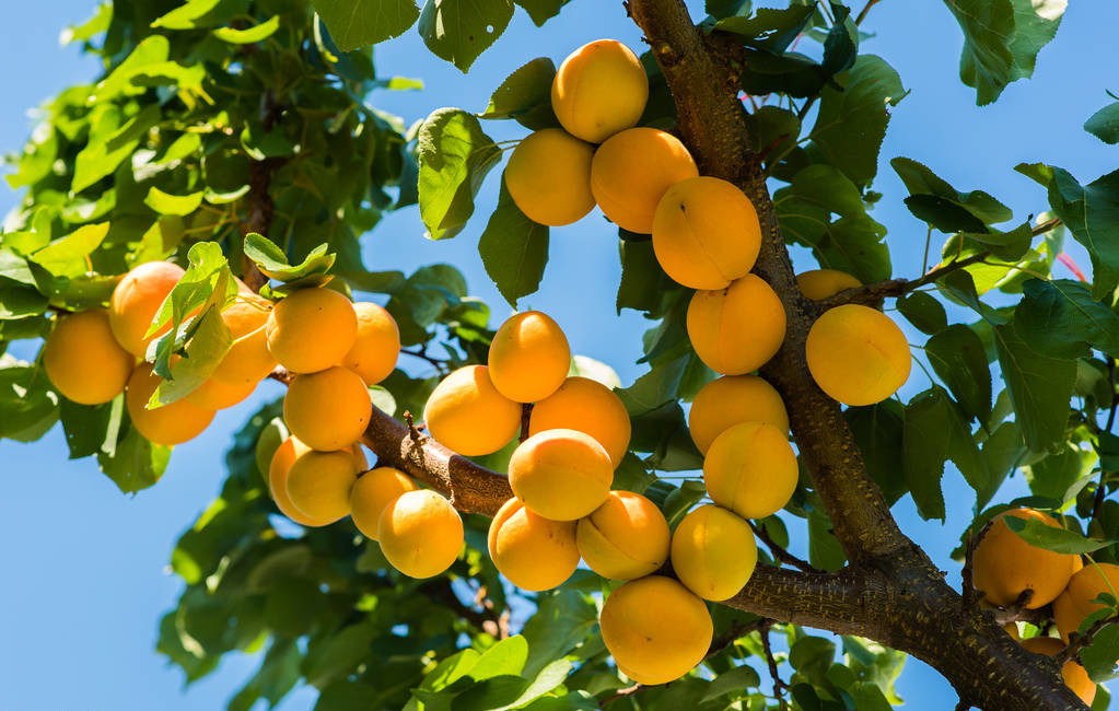 家乡的杏子 家乡的杏子