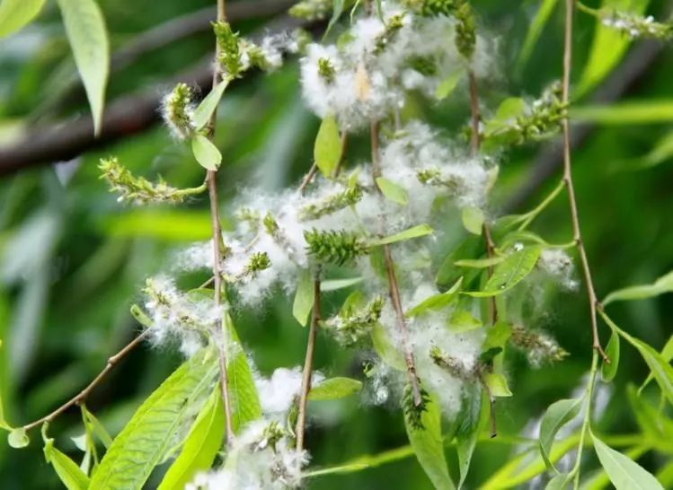 又是一年柳絮飘飞时