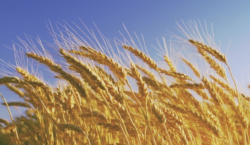 喜看稻菽千重浪 喜看稻菽千重浪