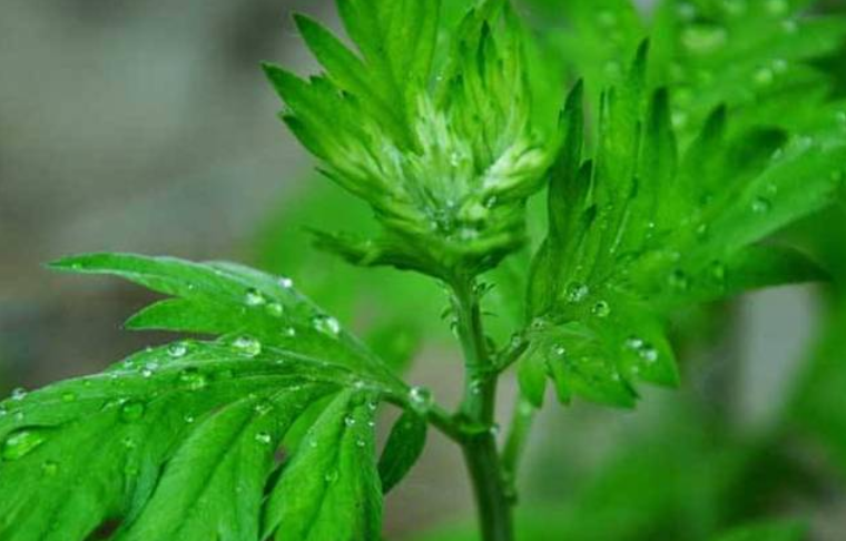 又是一年艾草香