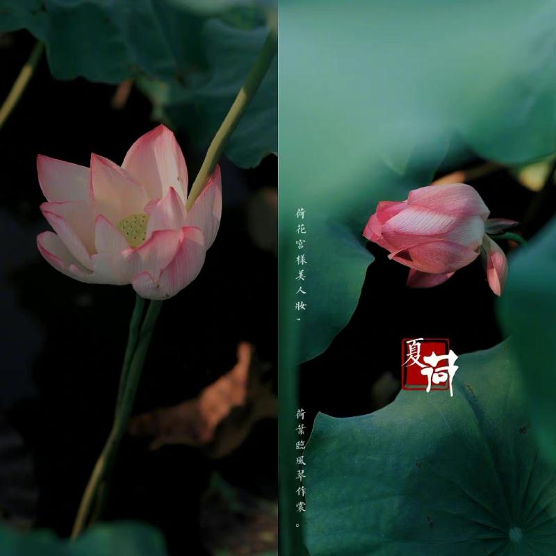 初遇夏荷 初遇夏荷