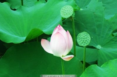 满池清荷惹乡思