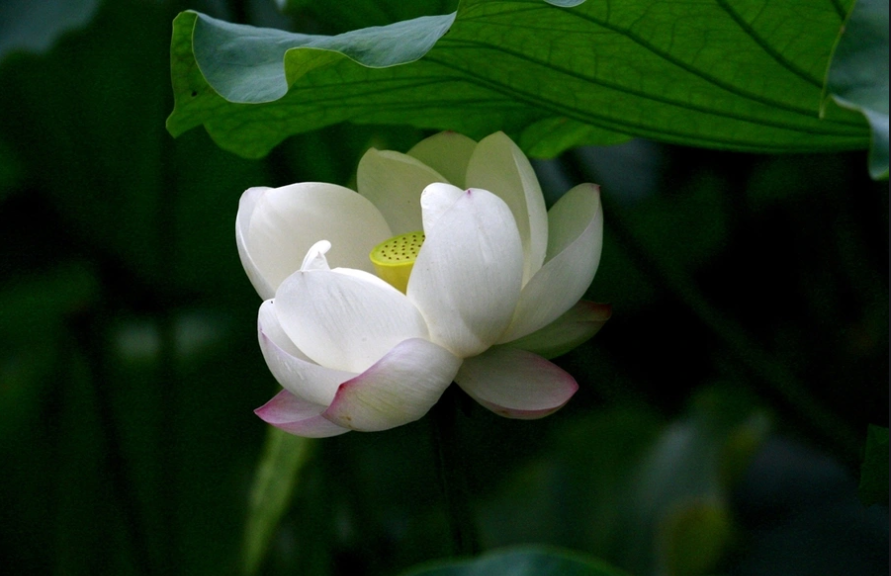 人心本无染，心静自然清