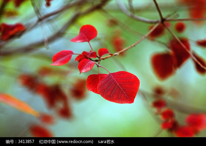 秋风扫落叶，梦回金色的故土