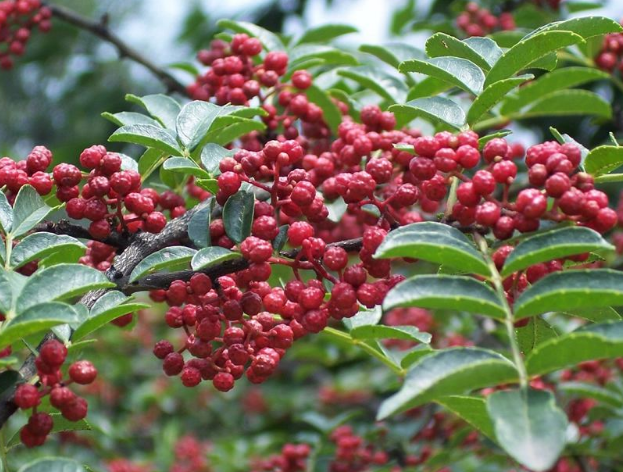 韩原花椒再香飘 韩原花椒再香飘