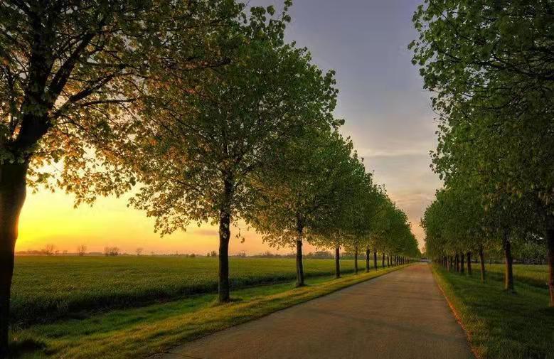 归去来兮 归去来兮