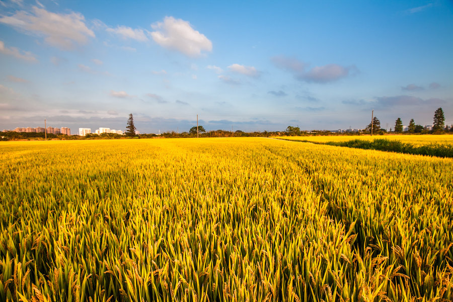 母亲的“粮”心