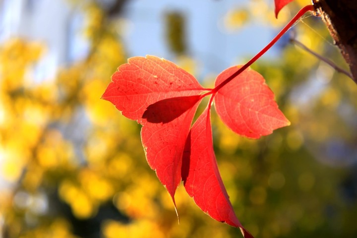 一声梧叶一声秋