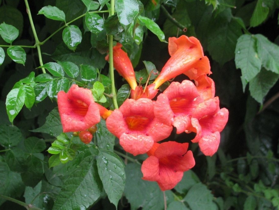 生如夏花之绚烂