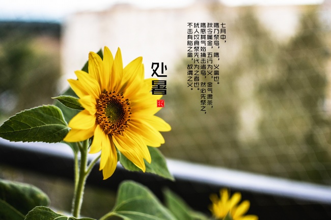 处暑见秋 处暑见秋