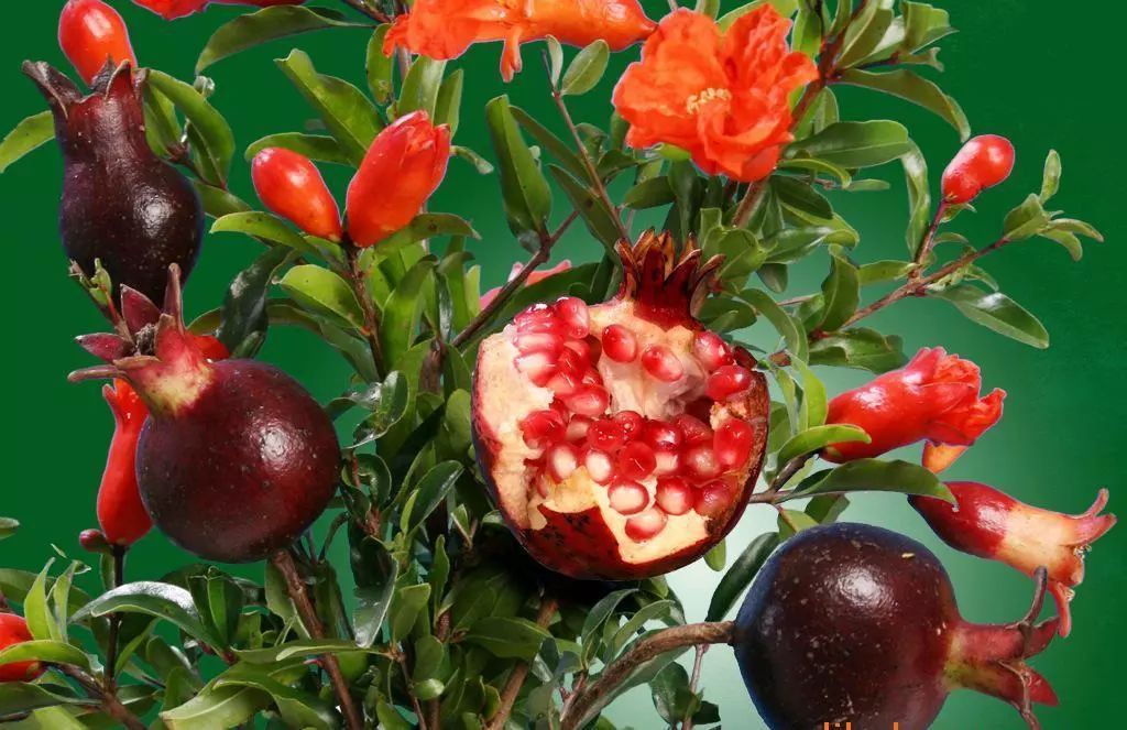 小院石榴红 小院石榴红