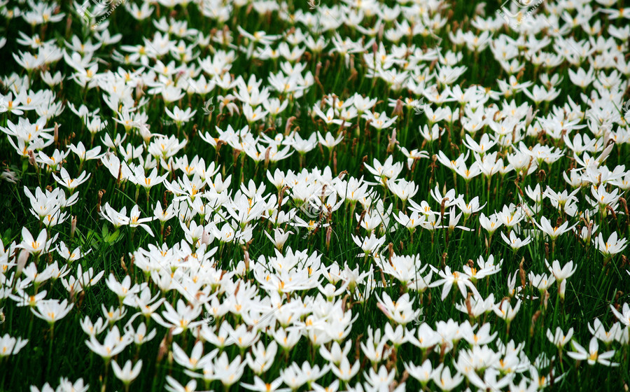 角落里的葱兰花