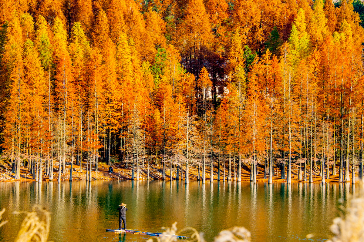 难忘故乡的水杉 难忘故乡的水杉