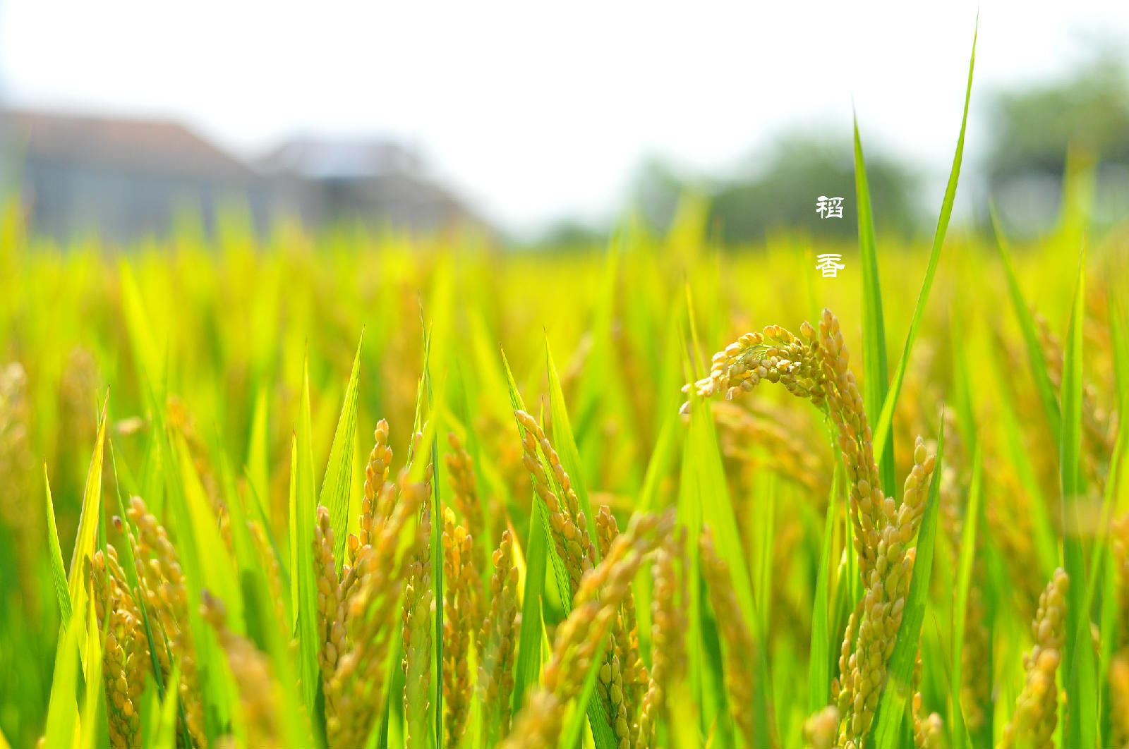 秋风吹来稻花香