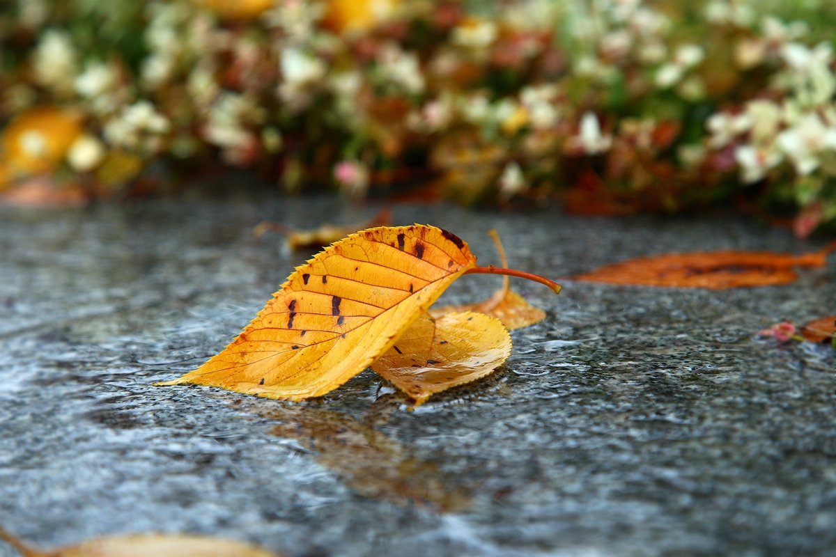 秋雨缠缠，情思许许