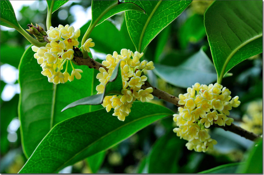十里钢城桂飘香 正是秋意正浓时