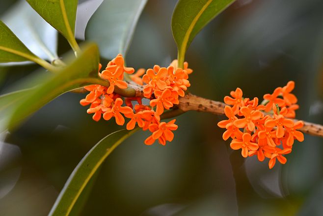 十里钢城桂飘香 正是秋意正浓时