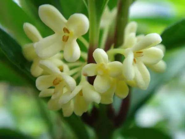 十里钢城桂飘香 正是秋意正浓时