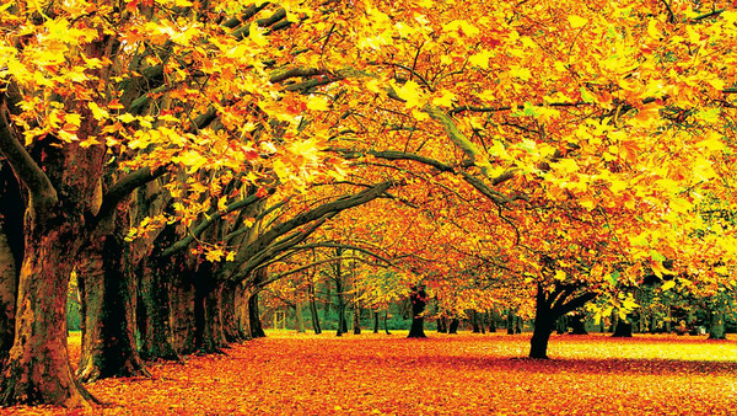 这个秋天不一样 这个秋天不一样