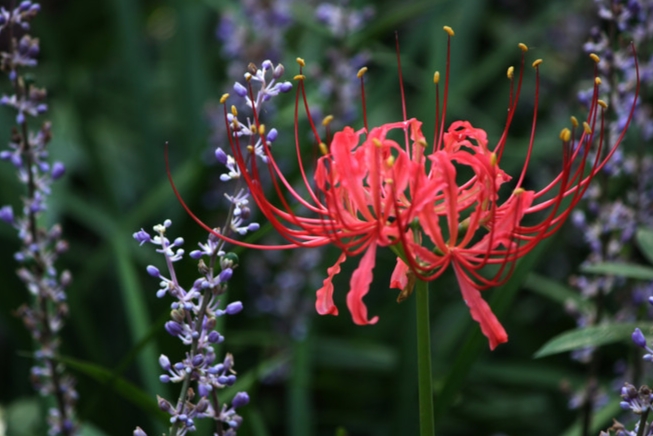 彼岸花，花如梦