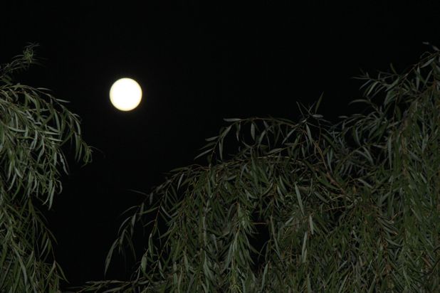 月光，是团圆的“底色”