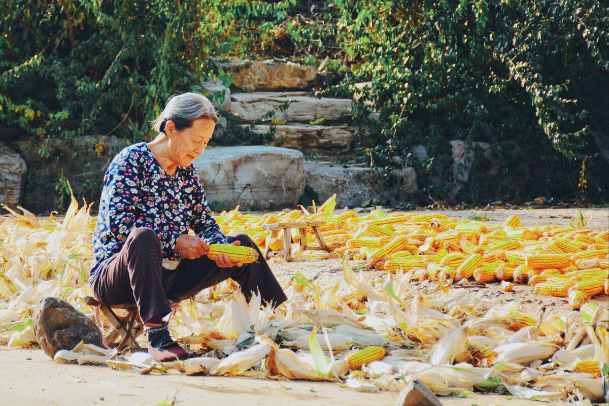 银色小院里的苞谷堆 银色小院里的苞谷堆