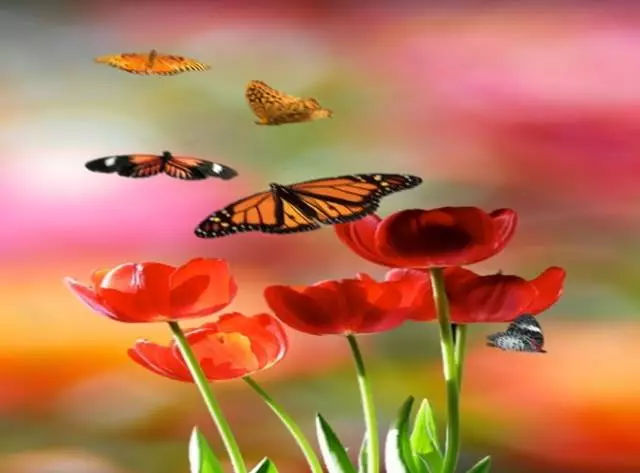 生命绽放的炫美