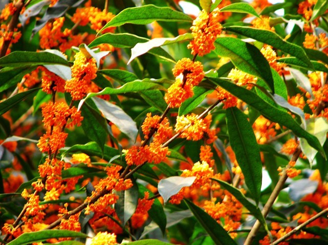 烟雨空蒙桂飘香