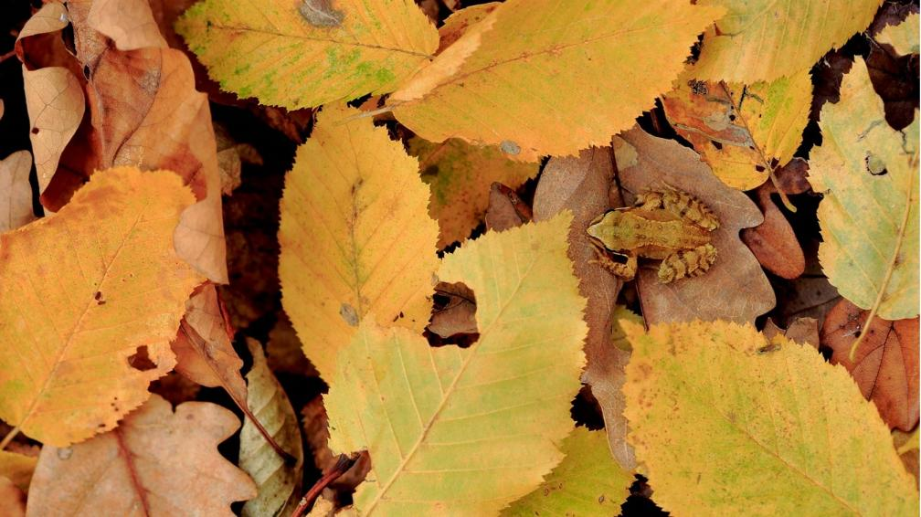 秋日物语 秋日物语