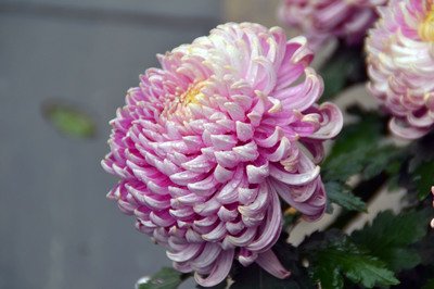 菊花盛放秋意浓