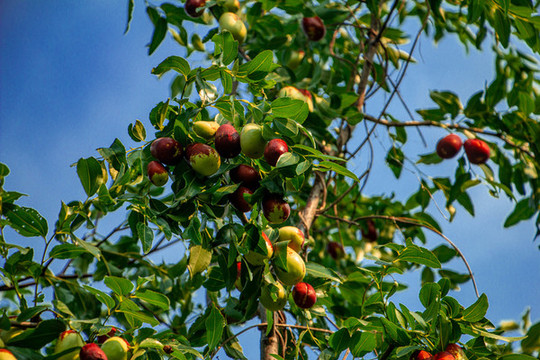 崖畔边的红酸枣 崖畔边的红酸枣