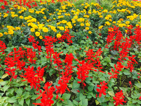 那一抹甜甜的红