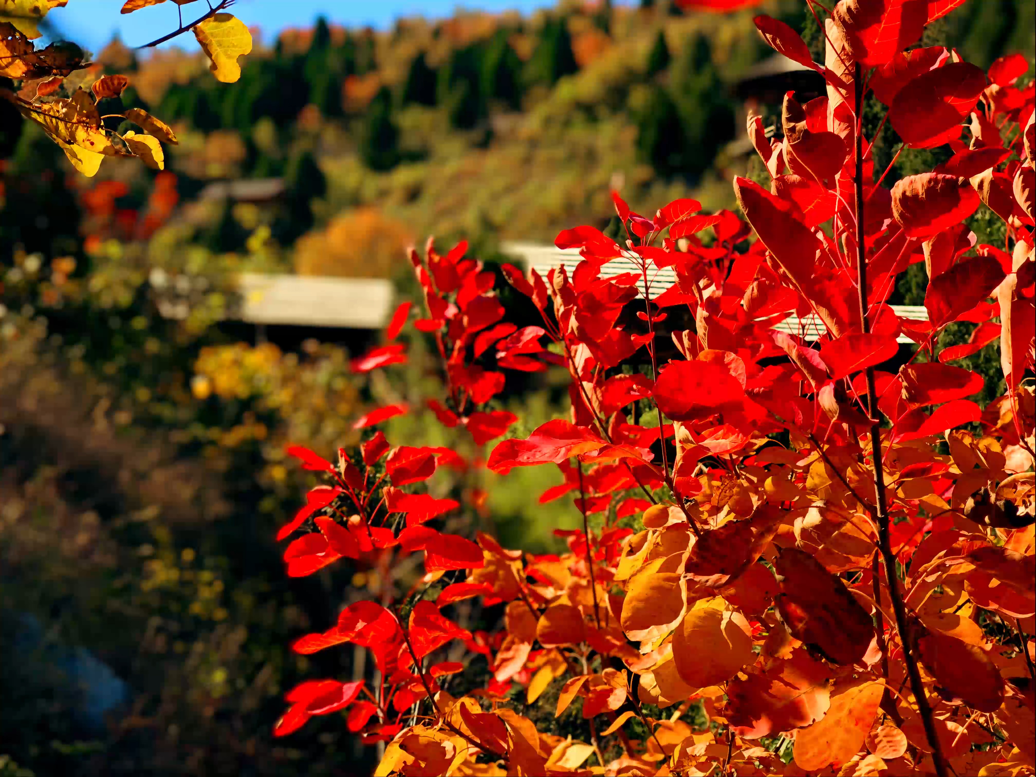 又见枫叶红似火