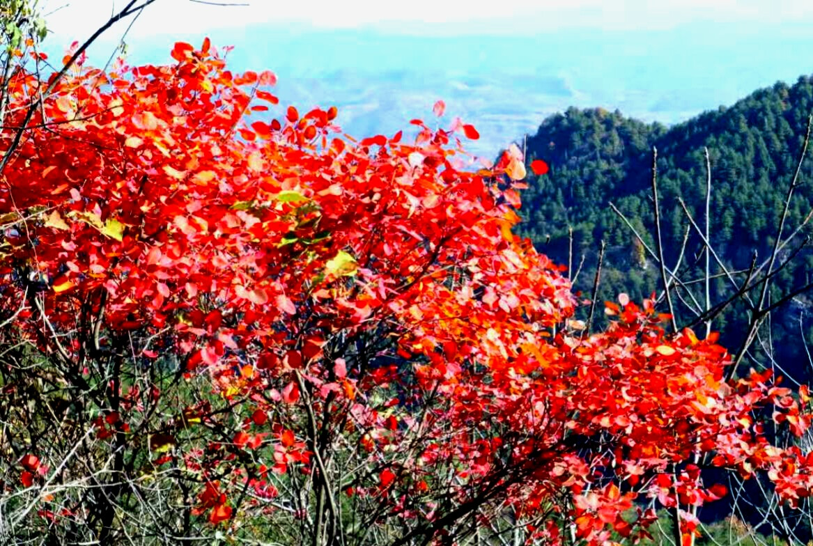 又见枫叶红似火