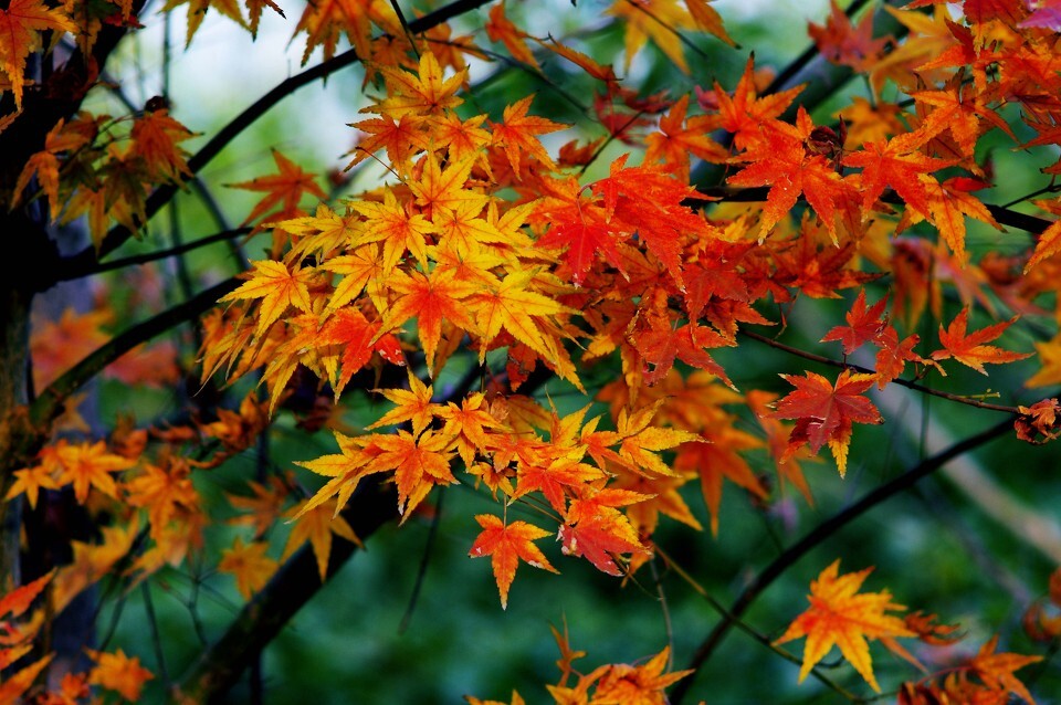 又见枫叶红似火