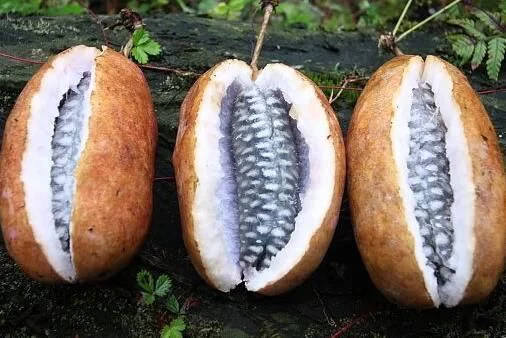 野果里的独家记忆 野果里的独家记忆