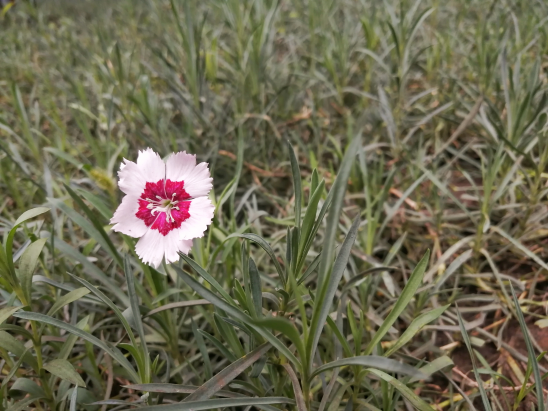 那些开在秋雨中的花