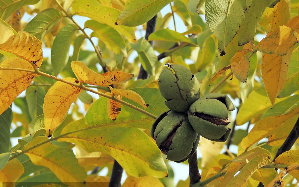 家门前的核桃树