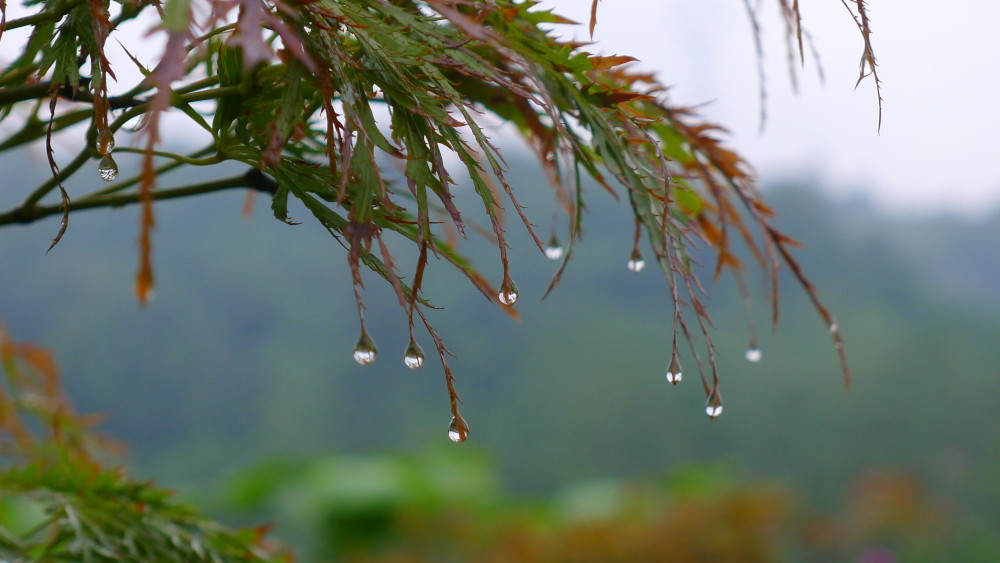 雨中秋收 雨中秋收