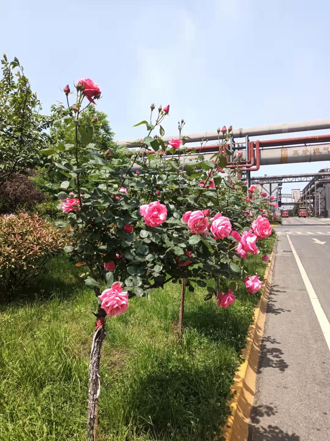 我与汉钢同行的八年