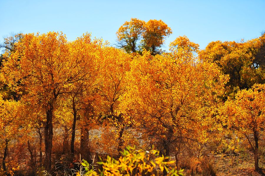 满色金秋入梦来